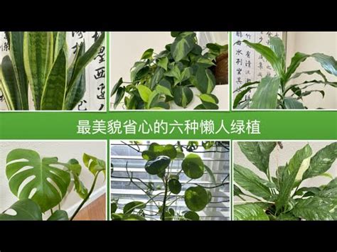 室外觀賞植物|好種的室外植物：9 種適合大樓陽台的選項 